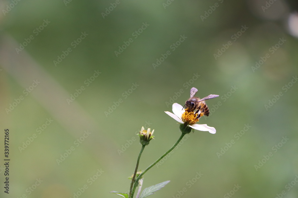 Indian honey bee, Apis cerana on weed flower Indian honey bee, Apis cerana on weed flower