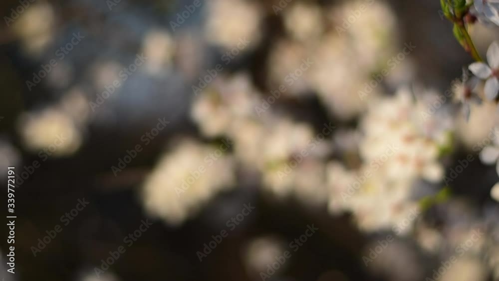 Many small white flowers bloom on a branch. Magical spring period. Many small white flowers bloom on a branch. Magical spring period.