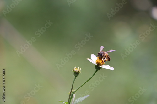 Indian honey bee, Apis cerana on weed flower  © Pravruti