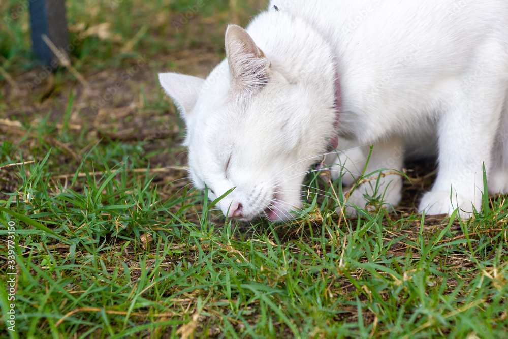 white cute cat eating grasses for her good health white cute cat eating grasses for her good health