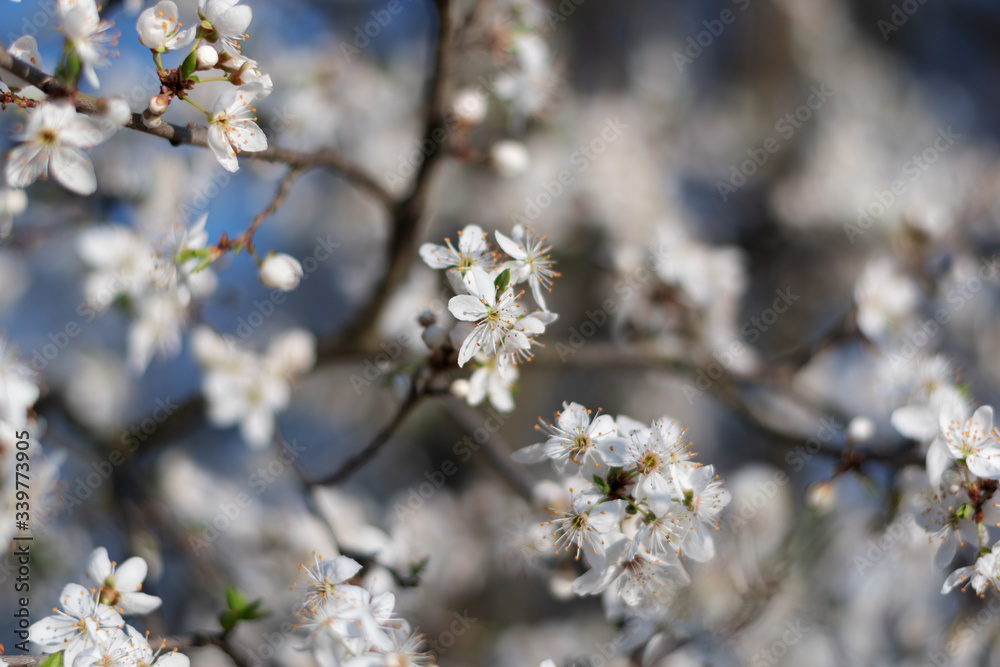 Spring flowers background. Small small flowers bloomed in spring. Spring flowers background. Small small flowers bloomed in spring.