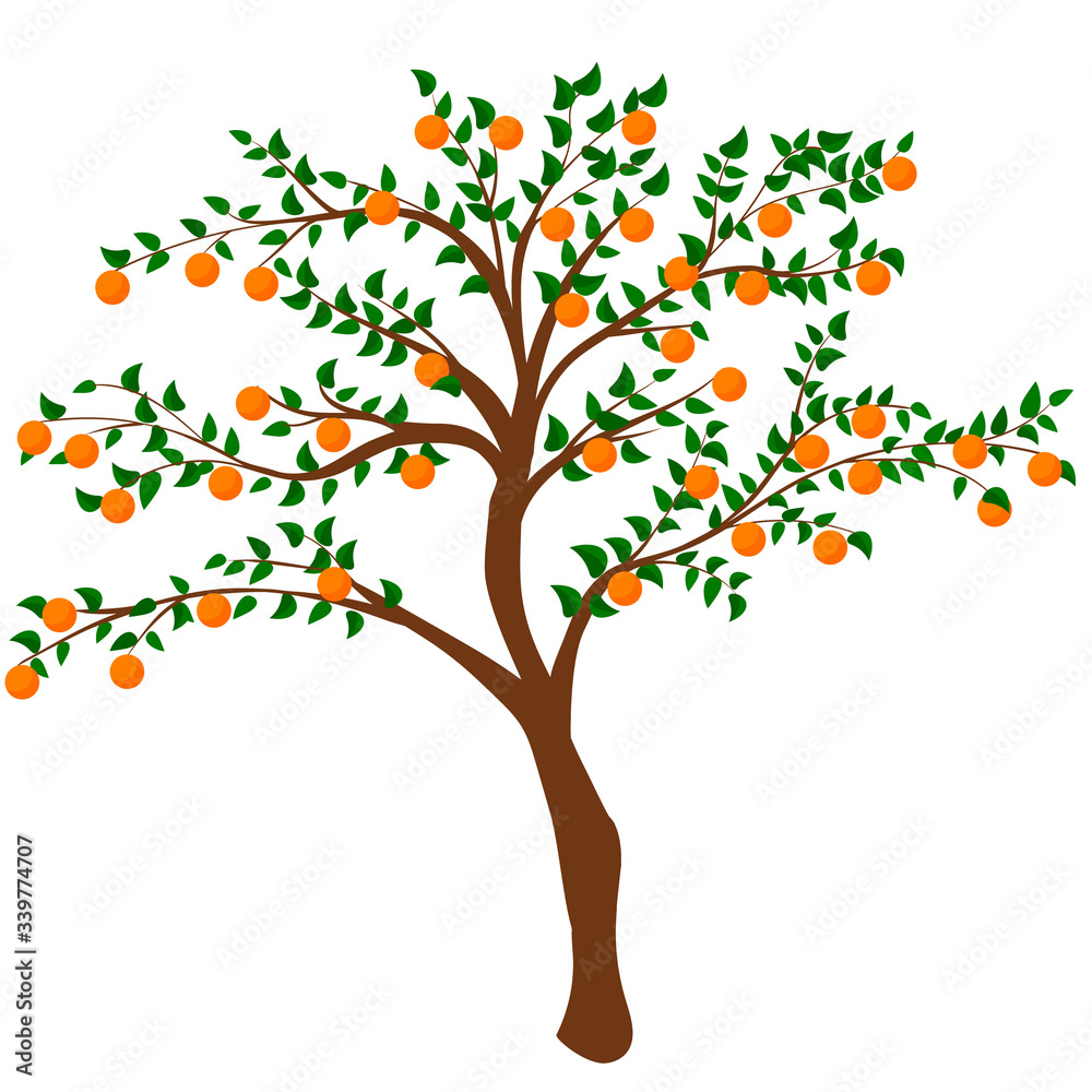 tree with ripe persimmon isolated on white