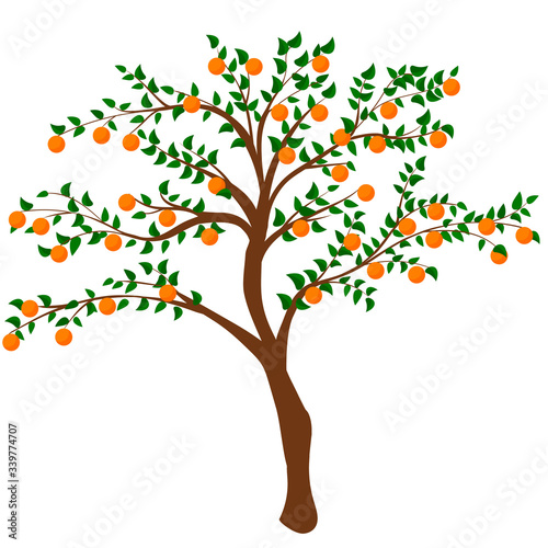 tree with ripe persimmon isolated on white