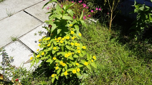 zinnia flowers in the garden