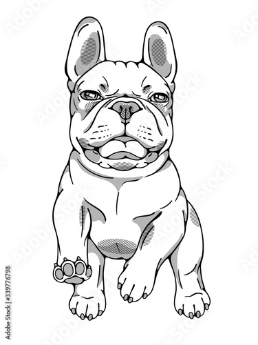 Running french bulldog sketch