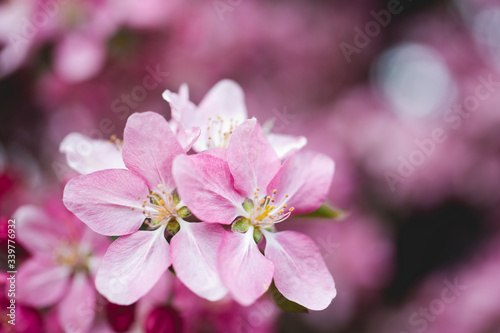 pink cherry blossom © Lela Kieler
