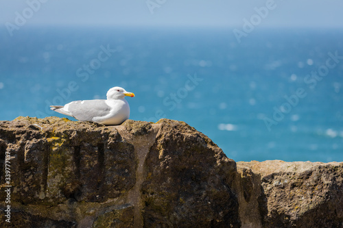 seagull on the rocks