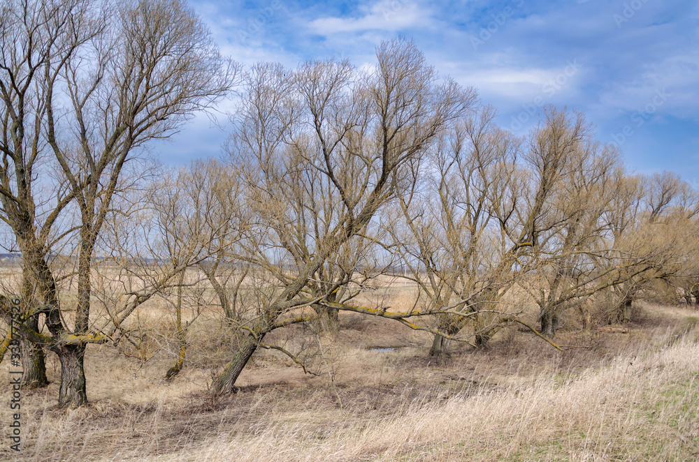 Dry trees without leaves on a spring cloudy day with dry grass on a background of blue sky with clouds. Away from people. Russian nature, landscape.