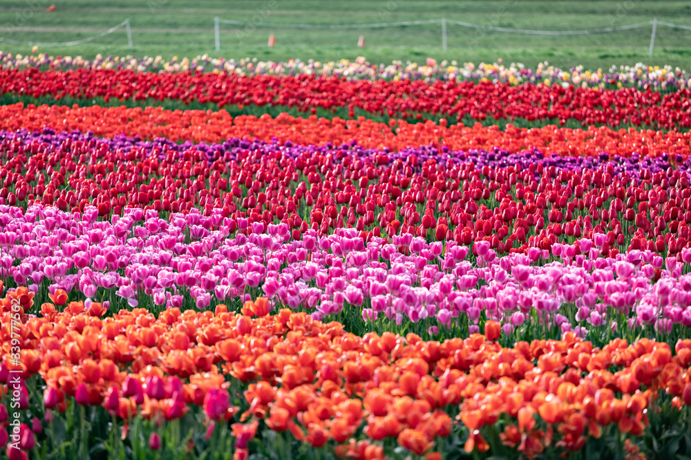 field of pink and red tulips