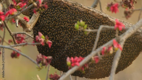 Honey Comb of Honey bees on a Bombax Ceiba tree with red flowers during the summer month in a Forest in India,  leaves falling off  a deciduous tree so the bees are visible photo