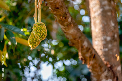 Young durian fruit at durian tree in garden.