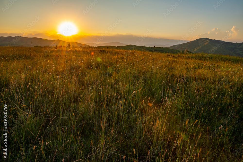 flower field at sunset on a hill