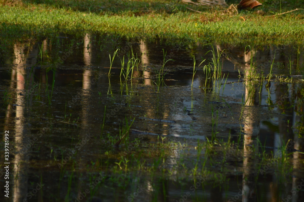 Obraz premium reflection in the water
