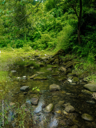 stream in the green forest with small rocks