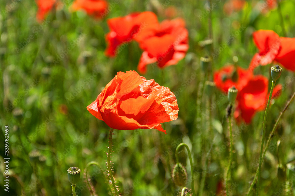 Mohnblume