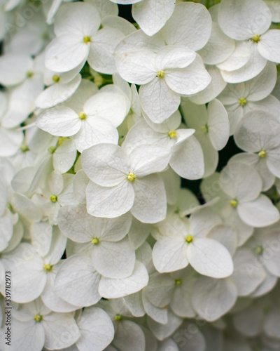 White Hydrangea Flowers