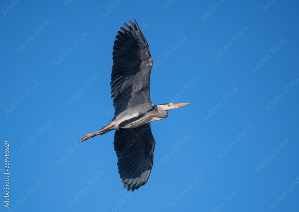 Obraz premium Heron flying by in the early morning sun at a pond in the district Djurgården in Stockholm