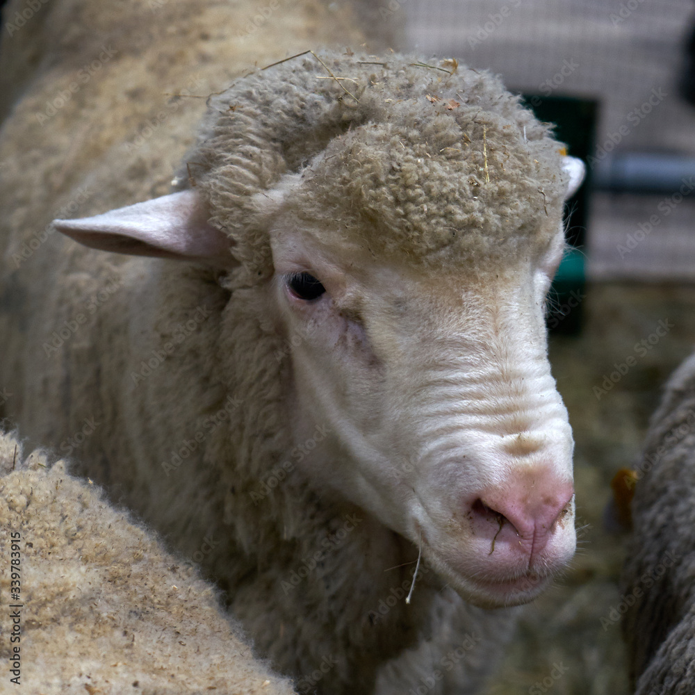 Image of a sheep in a stall.