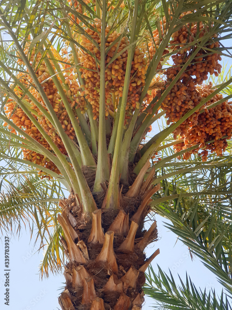Obraz premium Date palm tree have fruitful.