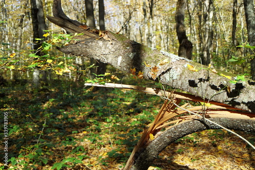 Image of a broken tree in the autumn forest.