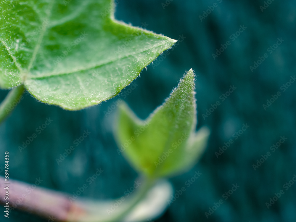 Green leaves Green leaves