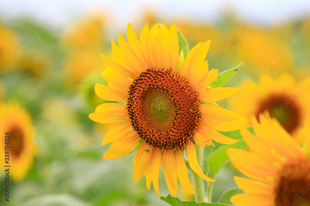 Beautiful sunflowers in the botanical garden