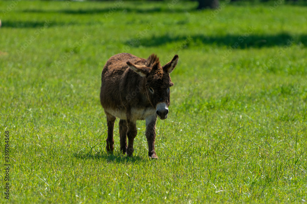 Brown miniature donkey in pasture Brown miniature donkey in pasture
