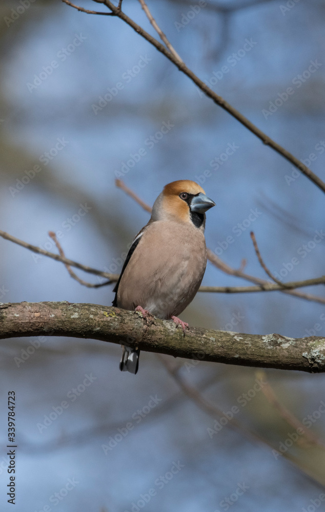 Hawfinch on a branch in the spring at a park in the district of Bromma in Stockholm a sunny spring day.