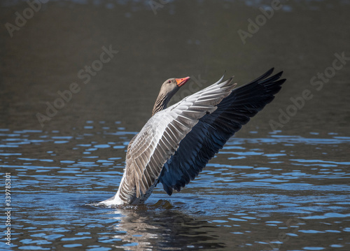 Greylag goose in a pond in Stockholm stretching the wings before flying a sunny morning. © Hans Baath