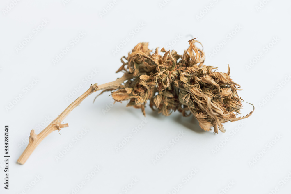 Close Up Marijuana Buds Drying Close Up Marijuana Buds Drying