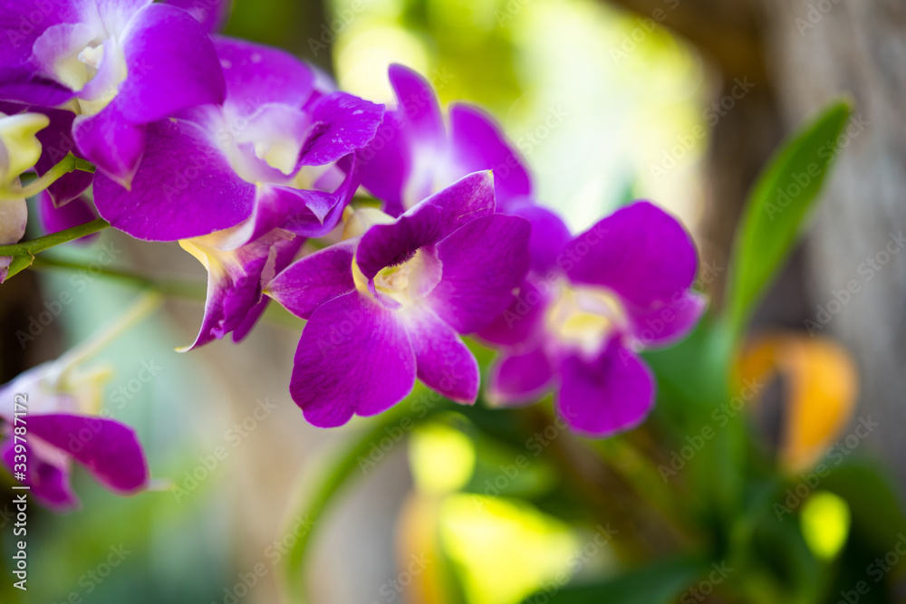 Beautiful orchid flower with natural background.