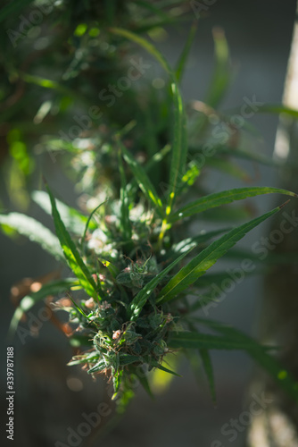 Blooming Marijuana plant. Marijuana plant at flowering stage growing outdoor.