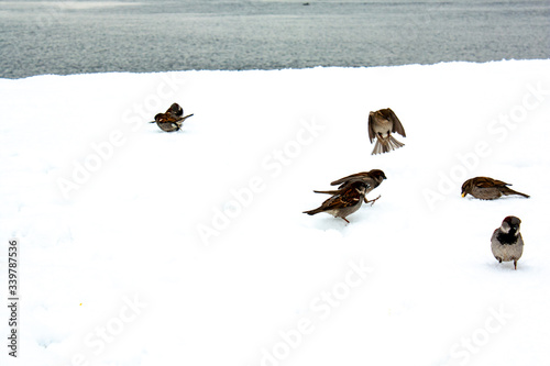 birds in the snow