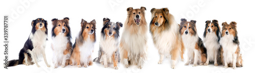 Rough Collies and shetland sheepdogs
