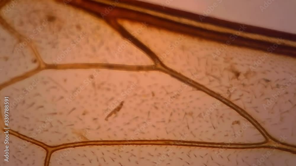 Microscope Bee Wings Whole Mount x1200 Zoom In Microscope Bee Wings Whole Mount x1200 Zoom In