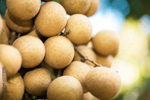 Longan orchards - Tropical fruits young longan in Lamphun  Thailand.