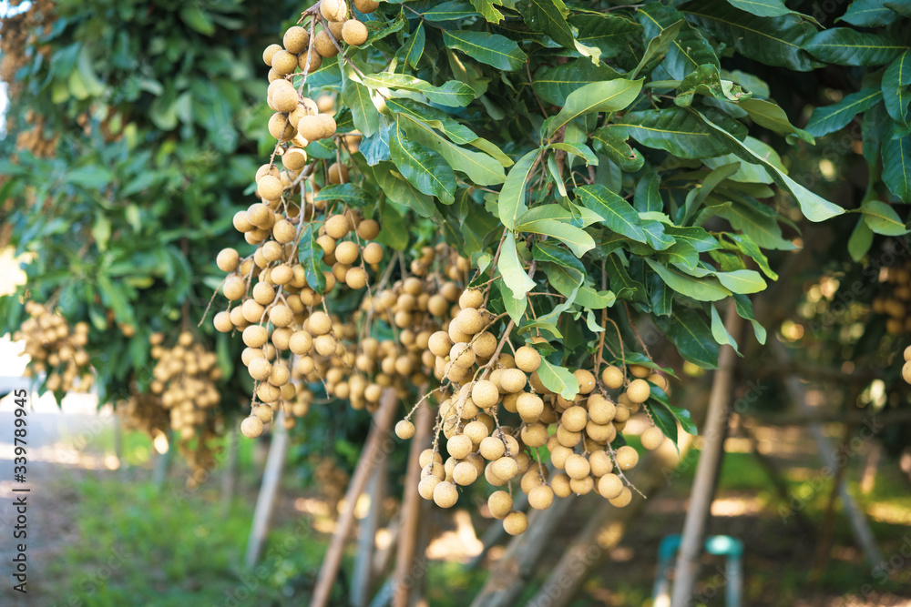 Longan orchards - Tropical fruits young longan in Lamphun, Thailand. Longan orchards - Tropical fruits young longan in Lamphun, Thailand.