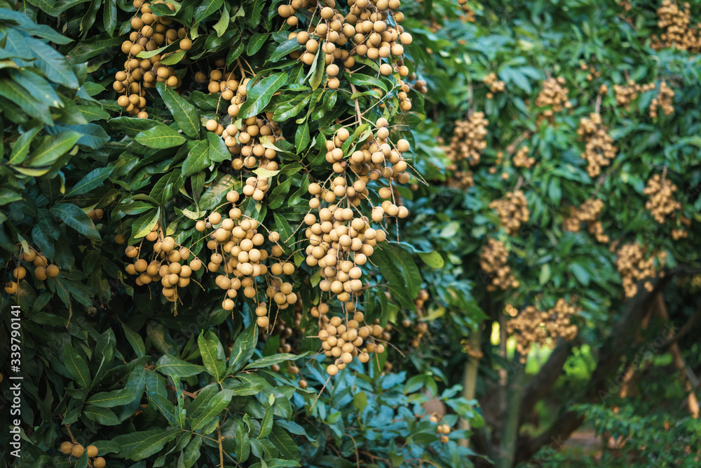 Longan orchards - Tropical fruits young longan in Lamphun, Thailand. Longan orchards - Tropical fruits young longan in Lamphun, Thailand.
