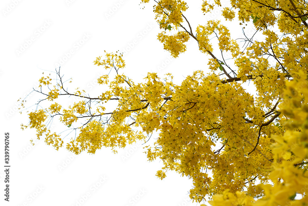 Golden shower (Cassia fistula), National tree of Thailand Golden shower (Cassia fistula), National tree of Thailand