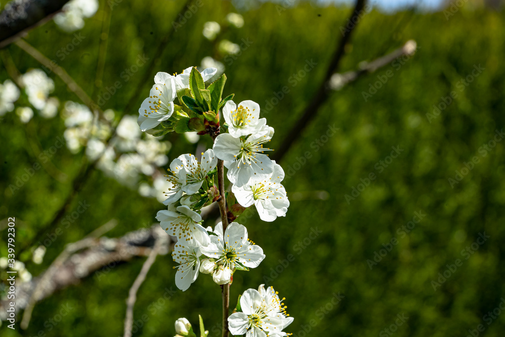 Kirschbaumblüten
