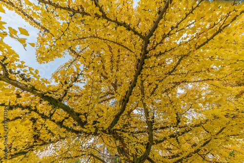 Plakat Fall Colors at Wright Park