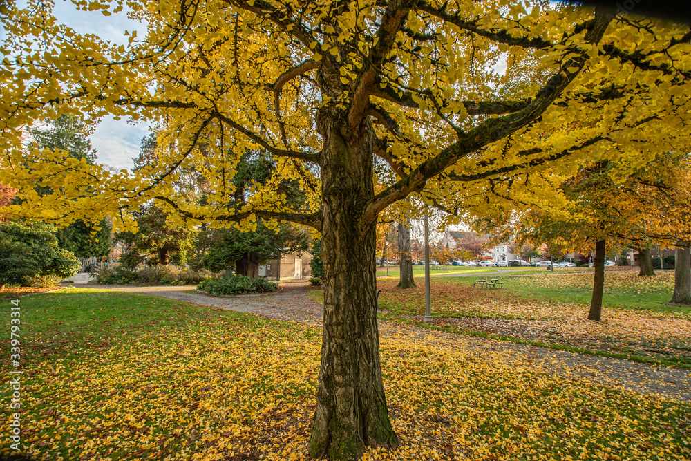 Fall Colors at Wright Park