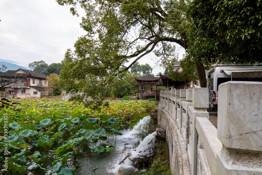 Lotus leaves in the pond