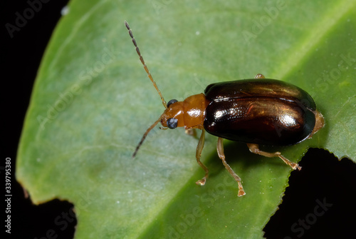 Macro Photo of Little Beetle on Green Leaf