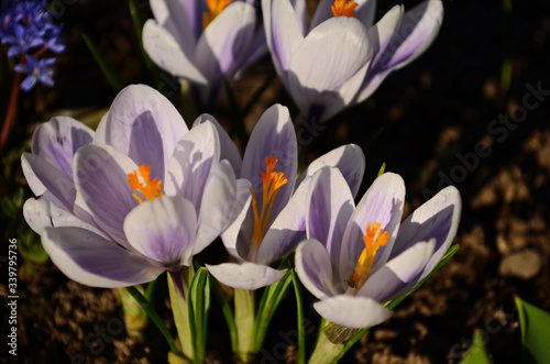 White crocuses growing on the ground in early spring. First spring flowers blooming in garden. Spring meadow full of white crocuses © maria