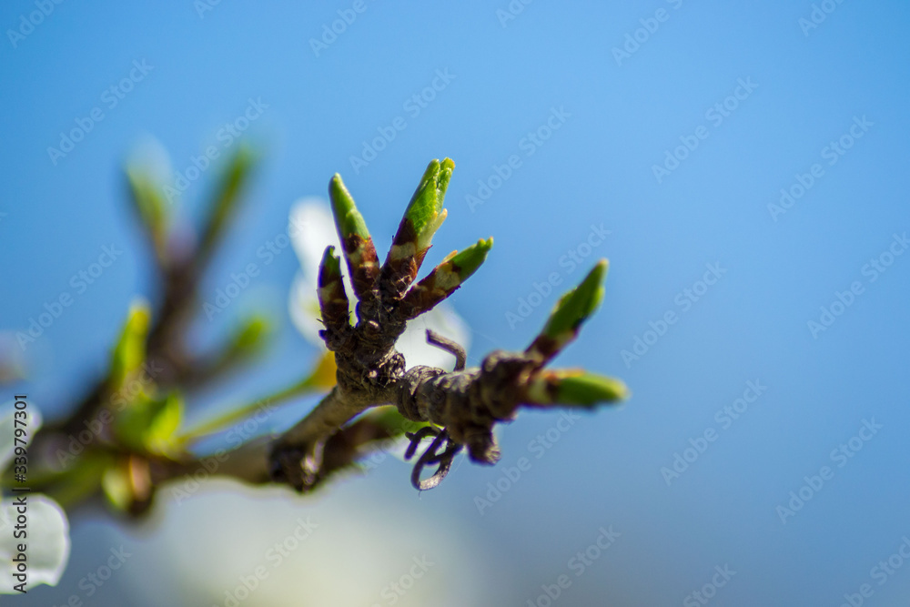 Tree's branch starting to bloom, small plant buds in early spring season, seasonal flora, small green leaves Tree's branch starting to bloom, small plant buds in early spring season, seasonal flora, small green leaves