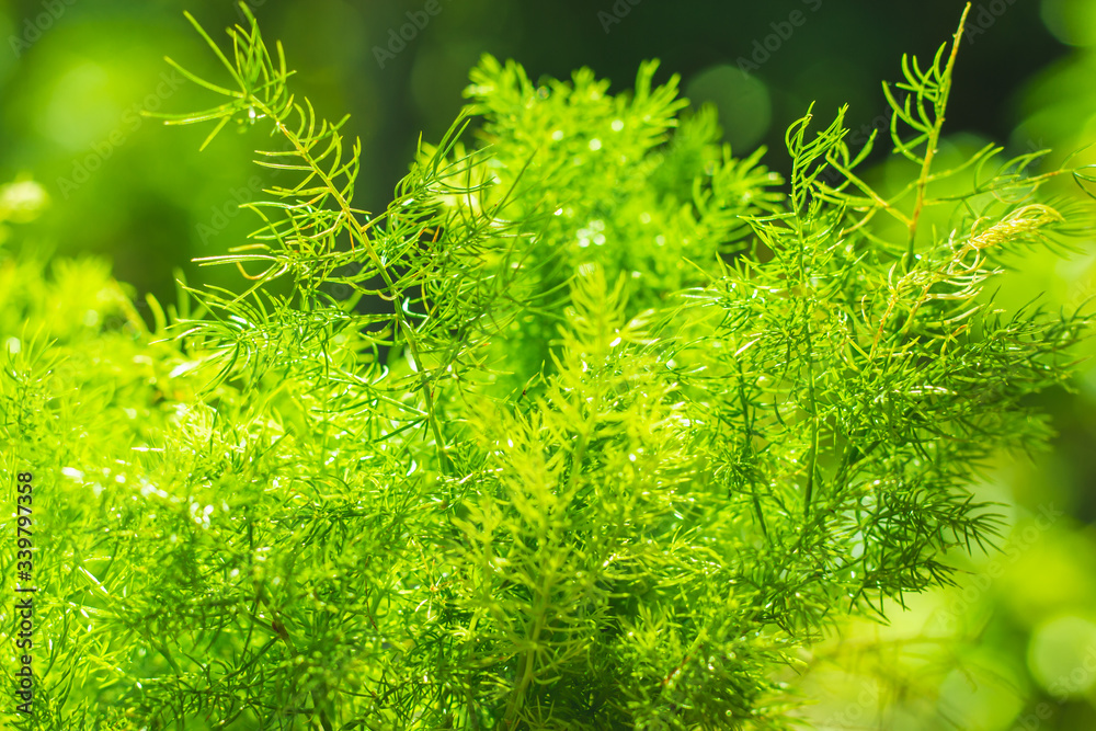 Close up Asparagus fern  and bokeh background ,green tone.