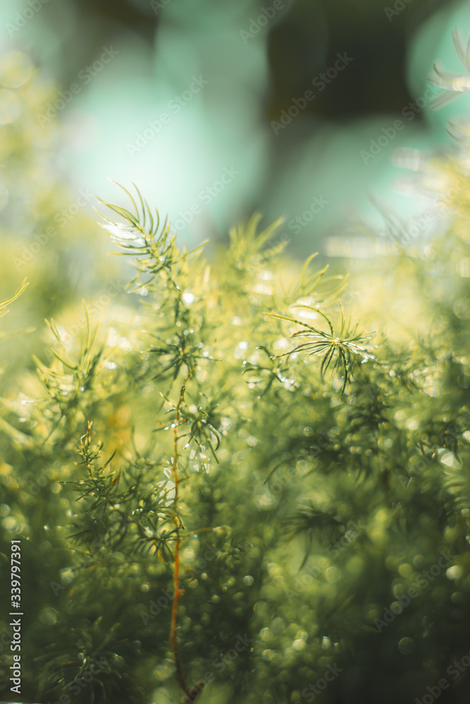 Close up Asparagus fern  and bokeh background with back backdrop.