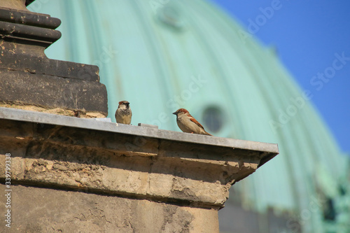 Photography The famous sparrows from Berlin with the dome of the berlin cathedral in the bac