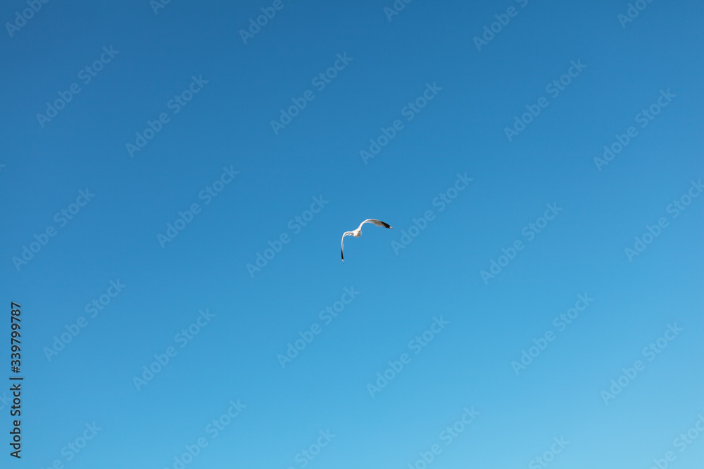 Lone seagull flying high up in the clear blue sky Lone seagull flying high up in the clear blue sky
